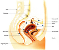 Mit jelent az endometriosis?