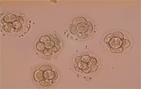 3. nap (szép szedercsíra állapotban lévő embryok)